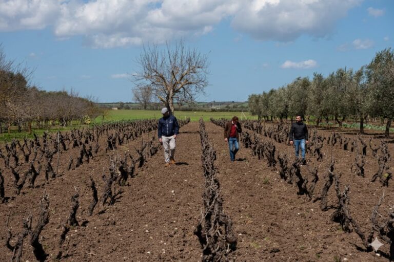 vines consulting occhiello