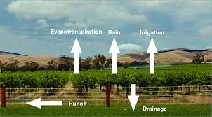 water balance maintaining vineyard
