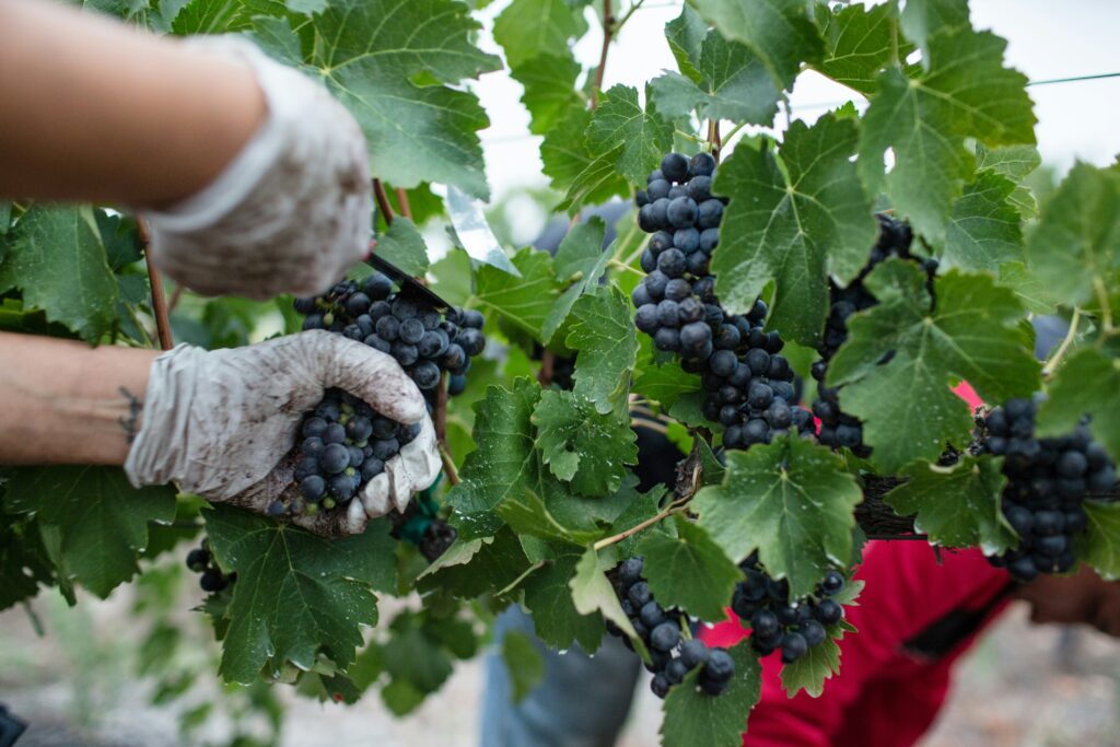 alcol che ha divorato il vino